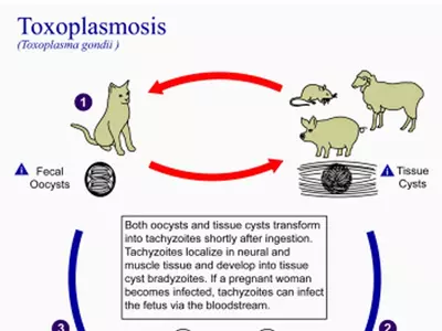Toxoplasma gondii parasite