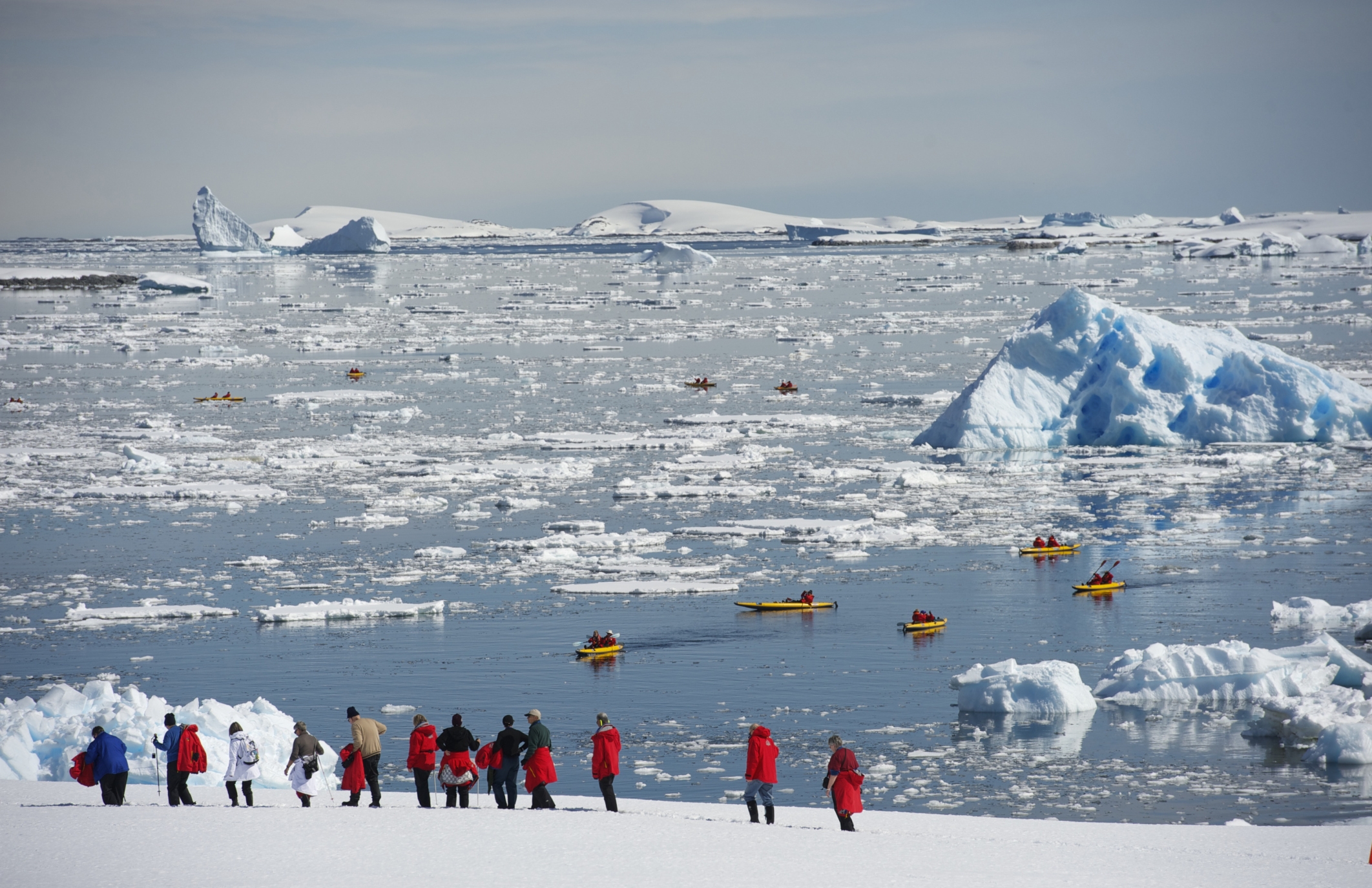 Palm Trees Once Grew On Antarctica