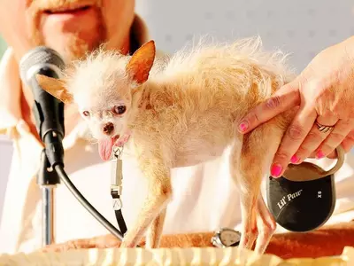 World's ugliest dog dies in California