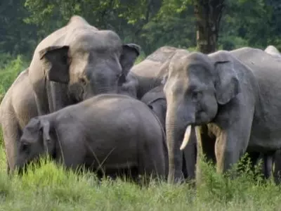 Indian Elephants in NE India