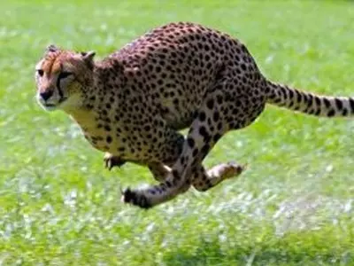 Scientists decode Cheetah's sprint