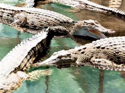 Fashion Houses Buy Australian Crocodile Farms