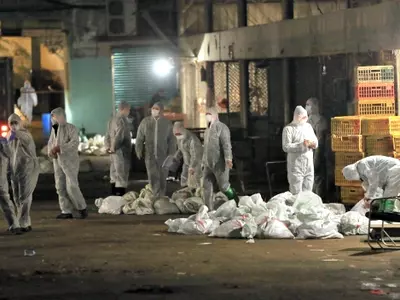 Chinese health workers collect the bags of dead chickens at Huhuai wholesale agricultural market in Shanghai