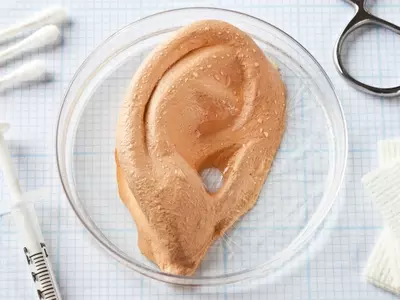 Scientists Grow Artificial Ear from Living Tissue