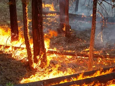 Wildfires Blamed for Blackout in Brazil