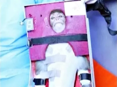 Iran Sends Monkey Into Space