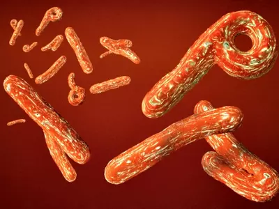 Ebola Bug's Secret Mechanism Revealed