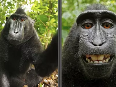 Monkey 'Selfies' Spark Copyright Dispute