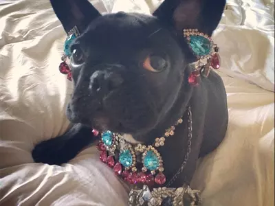 PETA Slams Gaga For Putting Jewellery On Her Pet