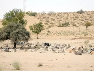 Famine Stalks Sindh Area in Pakistan, 160 Dead