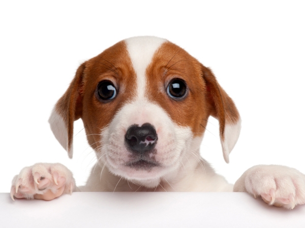 how do adults overcome fear of dogs