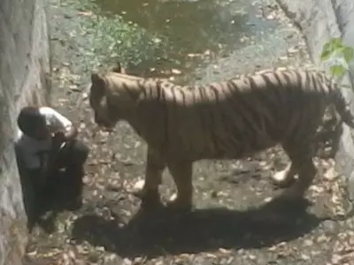 Tiger Kills Delhi Boy