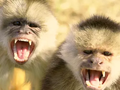 greetingsfromcouponville monkeys