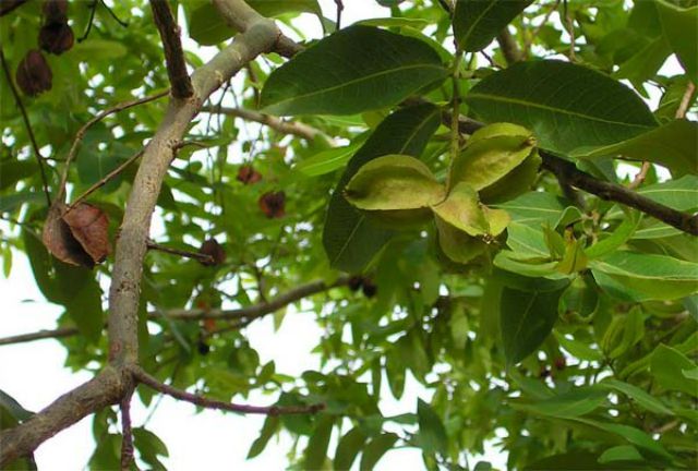 Fruit Tree Leaf Identification Chart