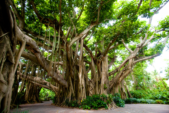Health Benefits of Banyan Tree