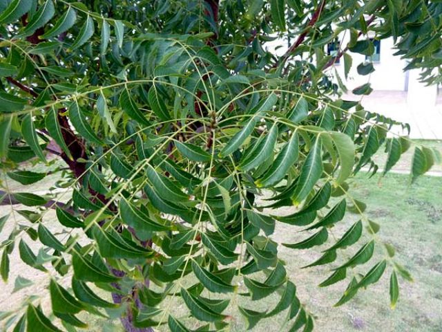 Fruit Tree Leaf Identification Chart