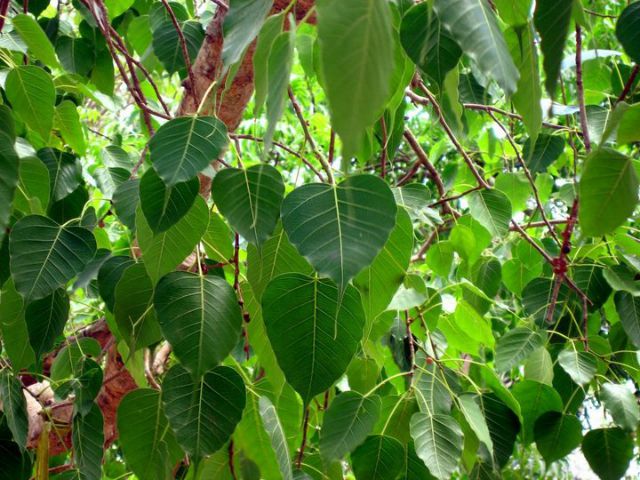 Shorea Robusta In Tamil