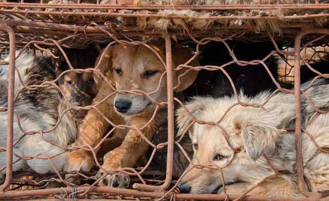 10-reasons-why-yulin-s-dog-eating-festival-is-the-cruelest-food