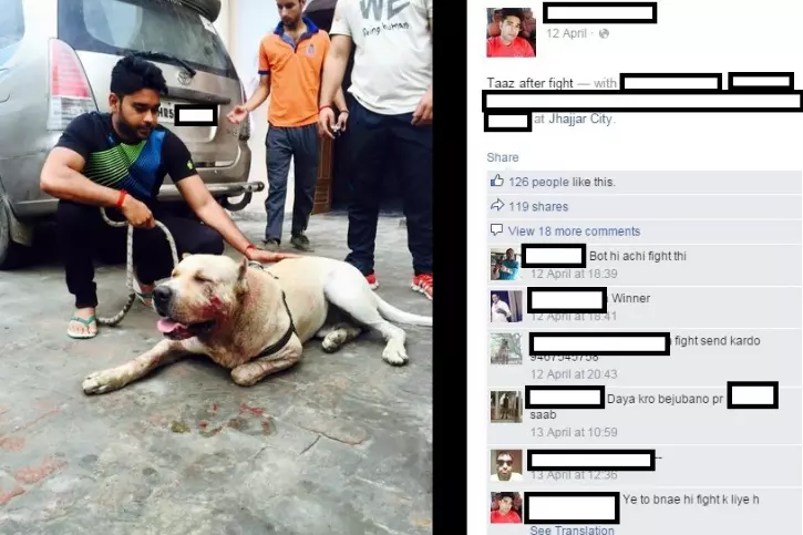 surender dagar dog fight surender dagar dog fight
