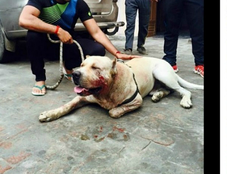 dog fights india jhajjar surender dagar