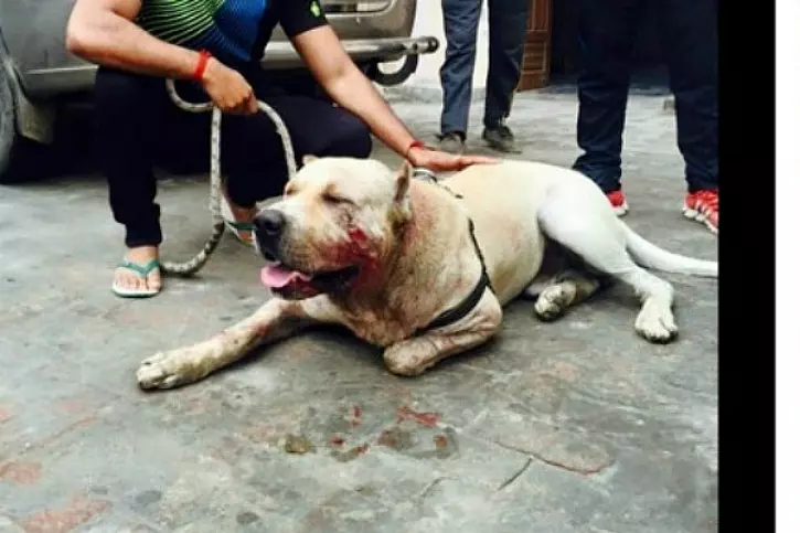 dog fights india jhajjar surender dagar dog fights india jhajjar surender dagar