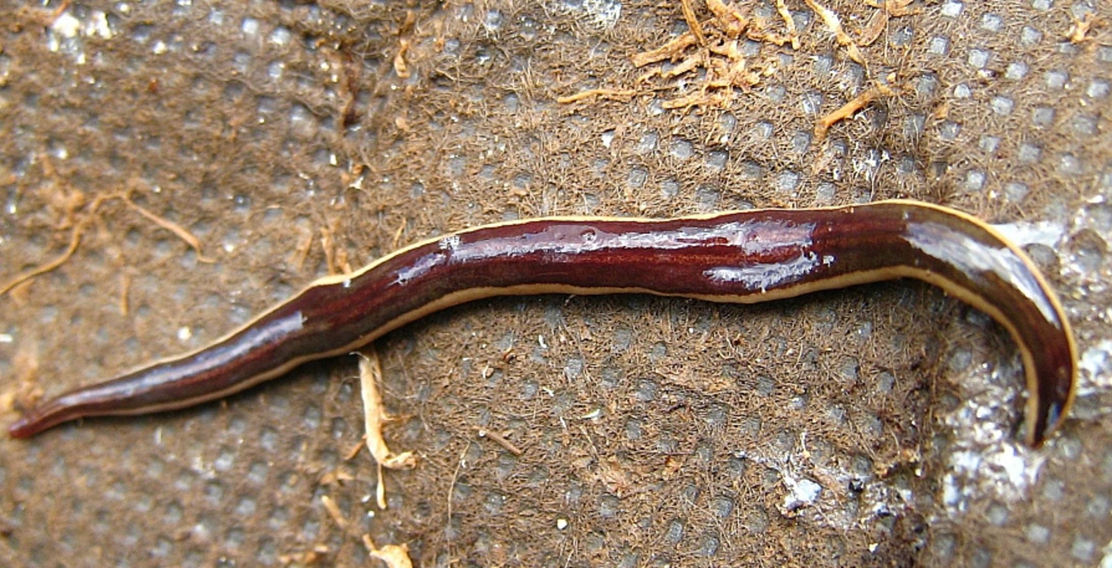 A Computer Has Figured Out Why This Slimy Worm Will Never Die