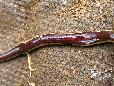 flatworm wikimedia