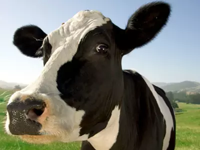 Cow-happy-posing
