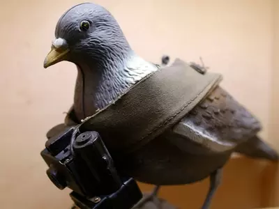 Pigeon/Reuters