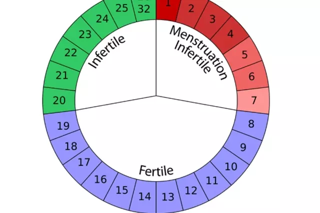 When are women most fertile?