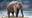 Elephant Selfie Fail: Bandipur Elephant Eats Leather Handbag, Debit Cards And Everything Else!