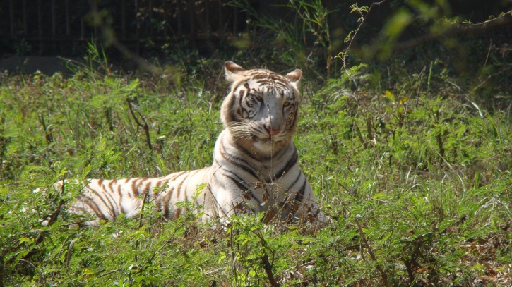 Madhya Pradesh To Have The World's First Sanctuary For The Rare White ...