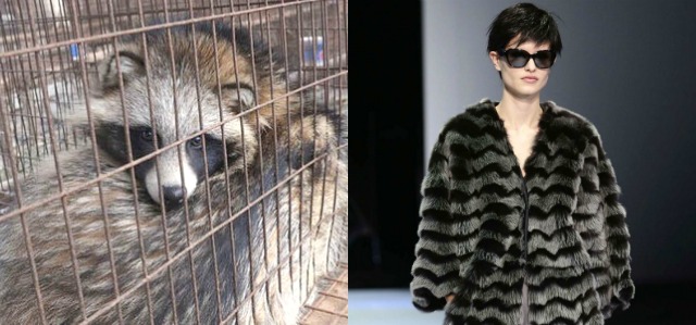 giorgio armani cruelty free
