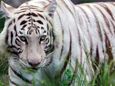 White Tiger/ Representational Image