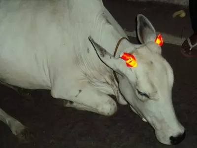 Cows in Indore