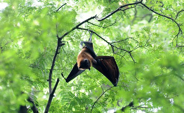 Thousands Of Bats Fly In The Daytime After The Trees That Were There ...