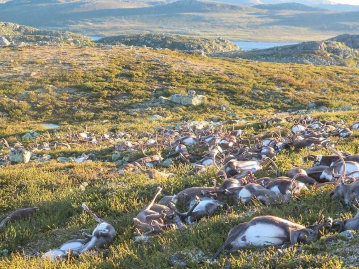 No Christmas This Time, Freak Lightning Strike Kills 300 Reindeer In Norway!