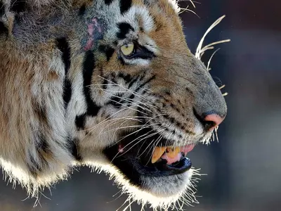 Man-eater Tiger