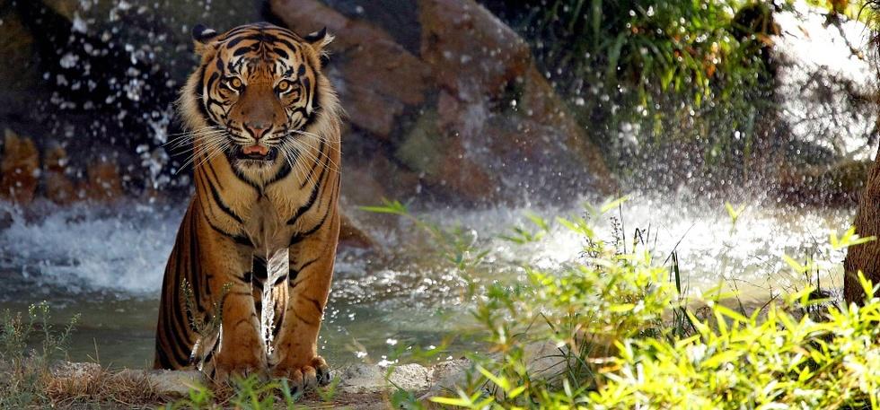Man-Eating Tiger Forces Residents Of Uttar Pradesh Village Into House