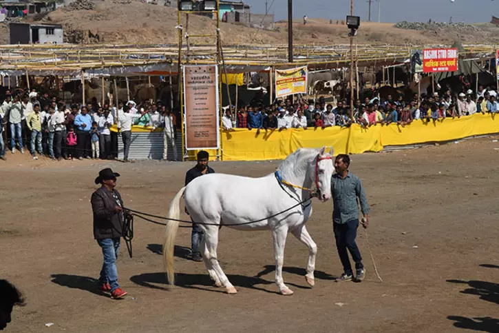 Inside The Sarangkheda Festival - An Equine Fiesta Dedicated To The ...