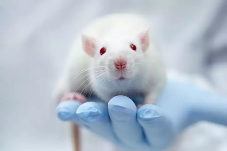 Meet The World's Most Badass Rat Messing With Scientific Studies At ...