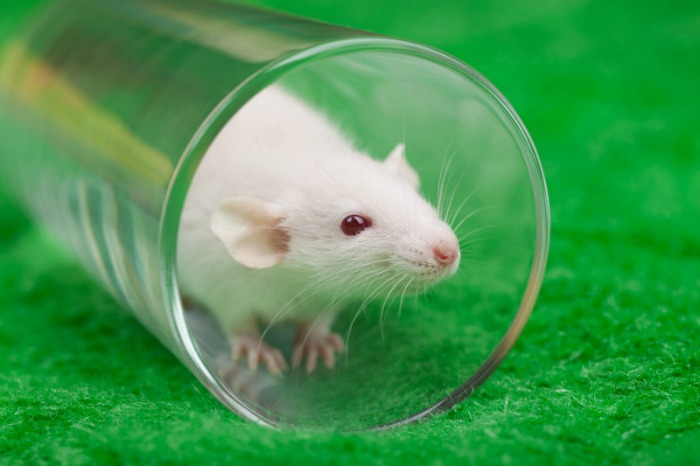 Meet The World's Most Badass Rat Messing With Scientific Studies At ...