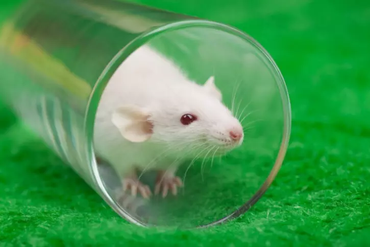Meet The World's Most Badass Rat Messing With Scientific Studies At ...