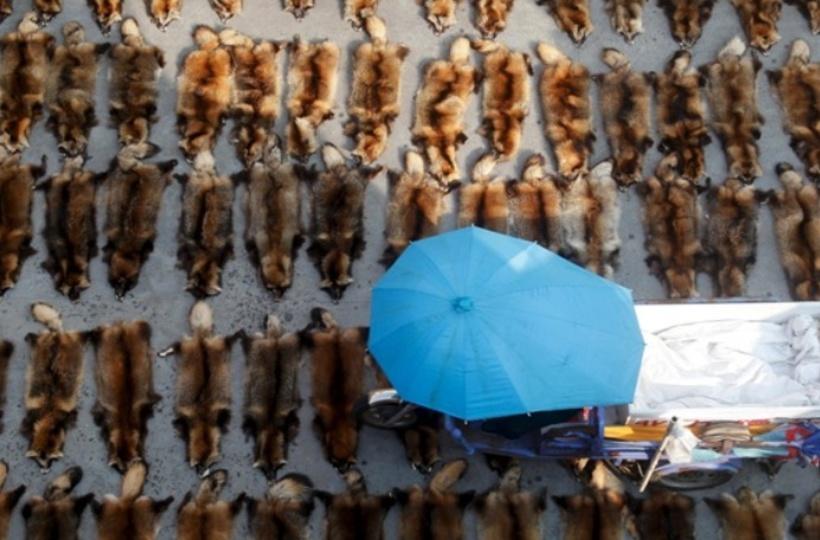 The Story Of The Unimaginable Cruelty Behind China's Fur Industry