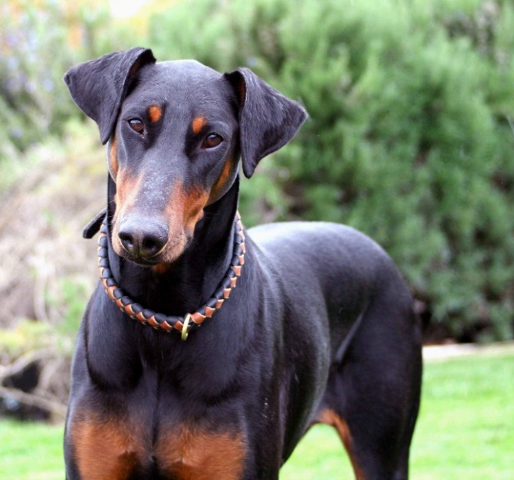 Man's True Best Friend, Doberman Dies Fighting 4 Cobras To Save His ...