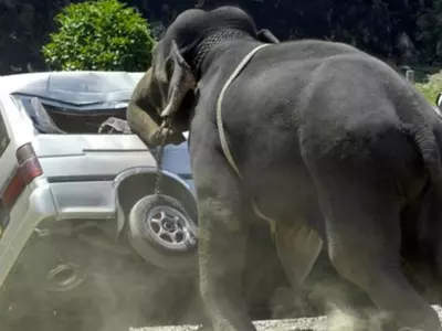 Elephant attack