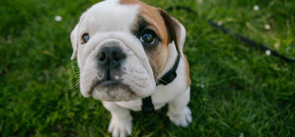 The Demand For Pedigree Dogs Is Affecting An Entire