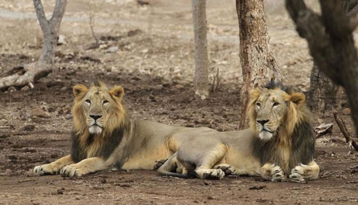 India's Lion Population On The Rise, Over 100 Lionesses Pregnant In