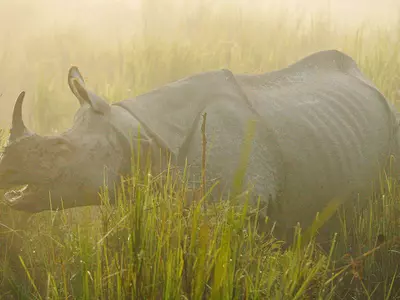 Rhino Poaching Incidents In Assam Are On The Rise But Where Are The Rhino Horns Going?