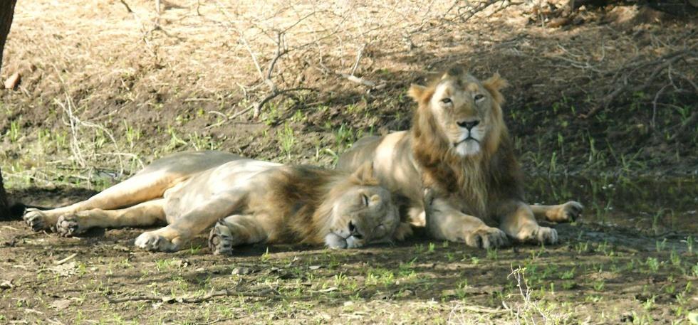 India's Lion Population On The Rise, Over 100 Lionesses Pregnant In